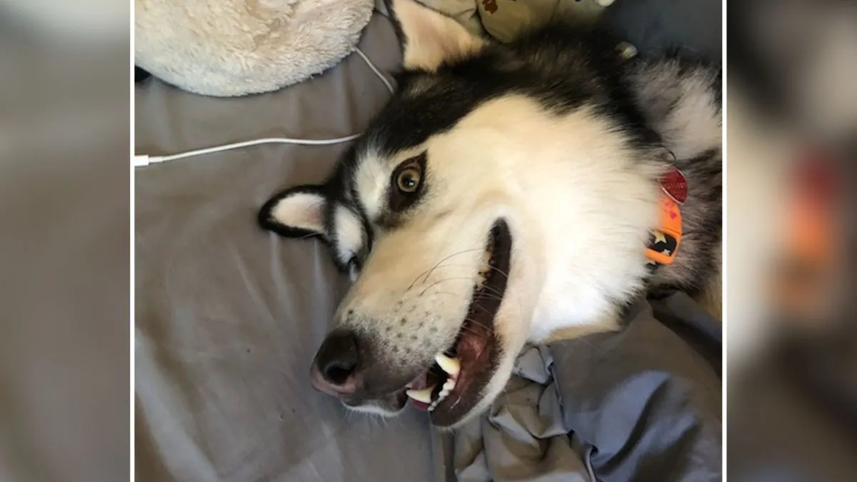Lady Loses It When Stranger "Finds" Her Husky And Refuses To Return It, Gets Epic Revenge
