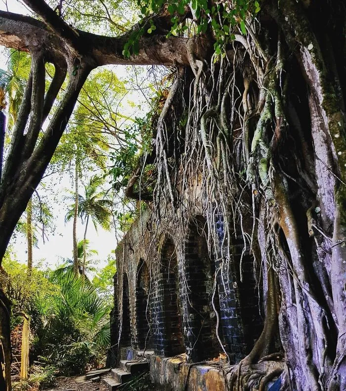 Overgrown abandoned place with dense tree roots covering old stone arches in a tropical forest setting.