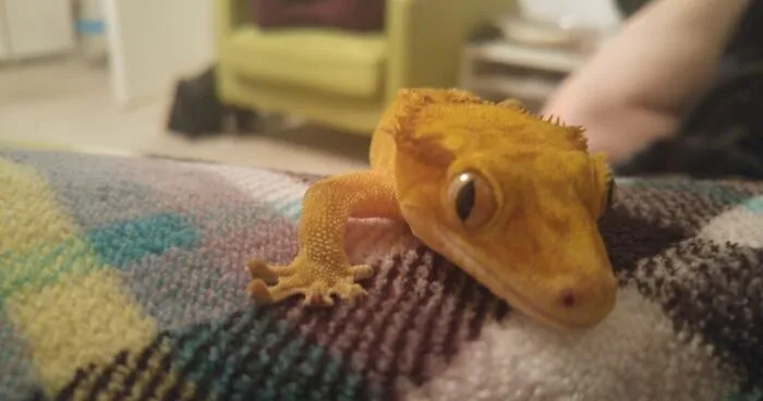 How I Came To Know Crested Geckos, And How Paul Changed My Life