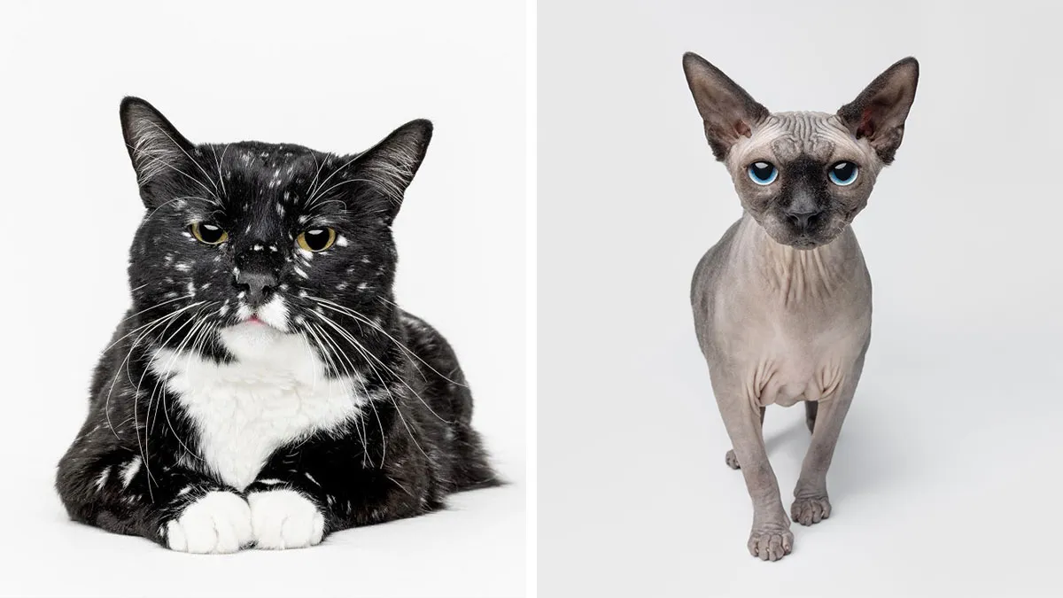 25 Expressive And Goofy Cats Photographed By Greg Murray