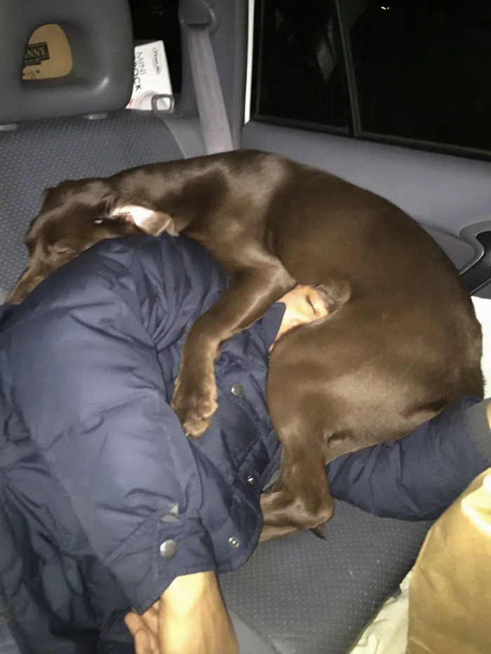 Saqué a mi perro del asiento para poder dormir durante un viaje por carretera, mi esposa tomó esta foto mientras dormía