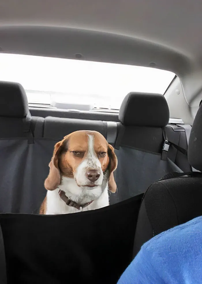 Creo que el perro está ya harto del viaje