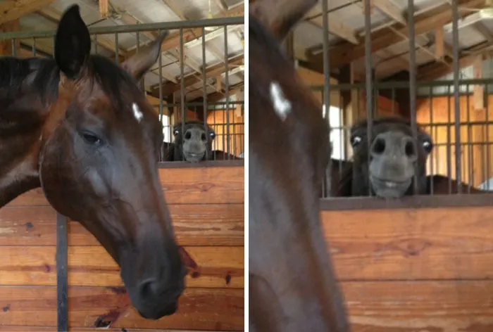 Hay 2 tipos de caballos