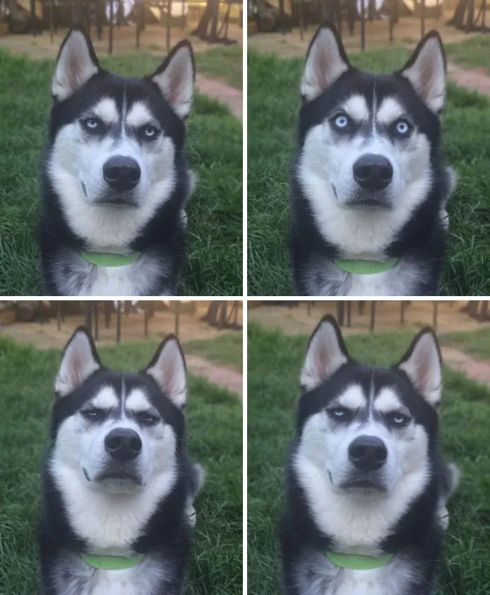 Fingí lanzar una pelota y capté el momento exacto en que mi perro se dio cuenta de que lo había traicionado.