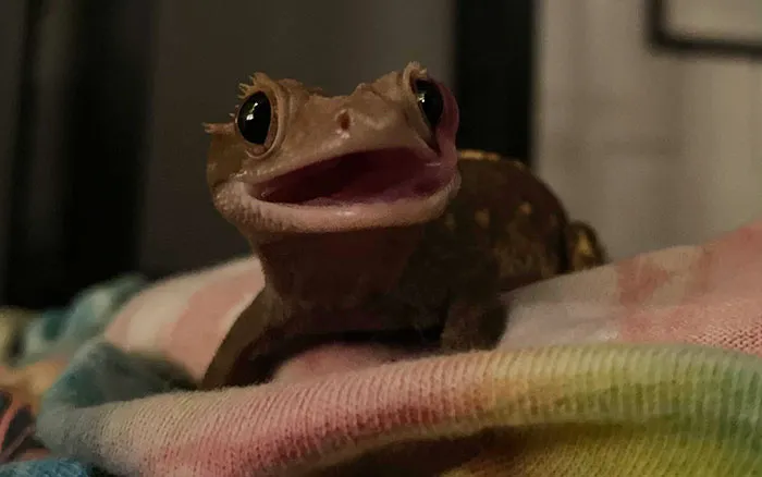 Sapo pequeño con expresión divertida y cara extraña sobre una tela de colores en ambiente interior.