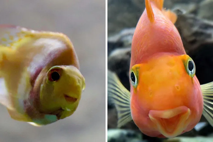 Rescatada como un pez enfermo en mayo de 2020 vs. hoy. Sigue siendo una completa tonta. Se llama Harriet.
