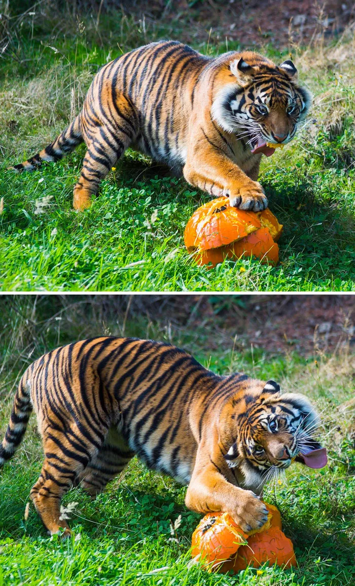 Tigres con calabazas