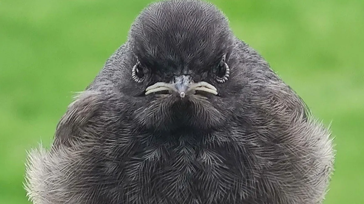 50 Animal Photos That Deserve To Be In The Hall Of Awkward Fame