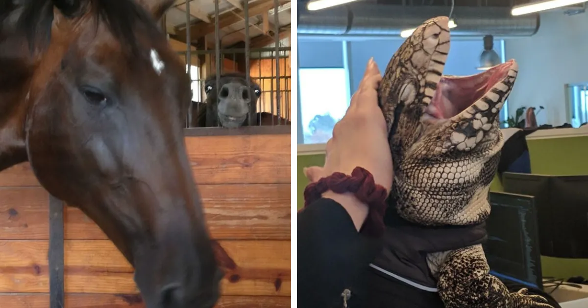 32 Fotos de animales poniendo las caras más extrañas y divertidas