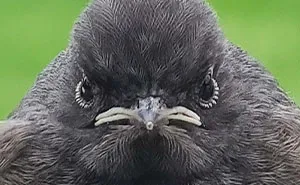 32 Fotos de animales poniendo las caras más extrañas y divertidas