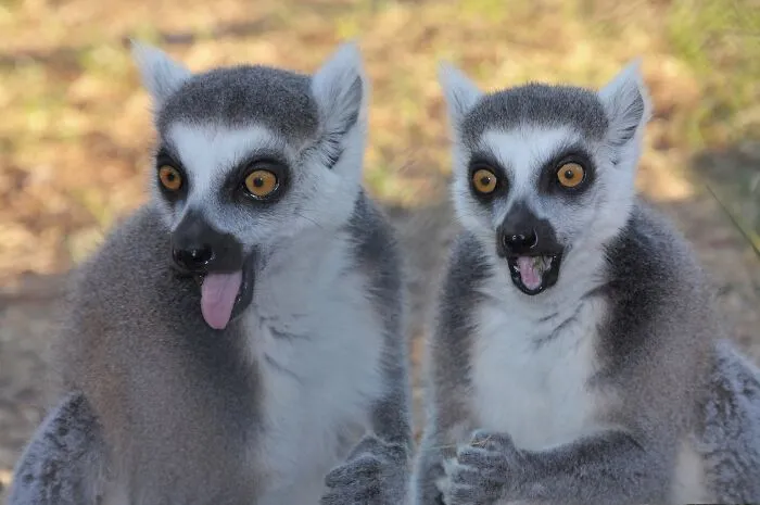 Lemurs