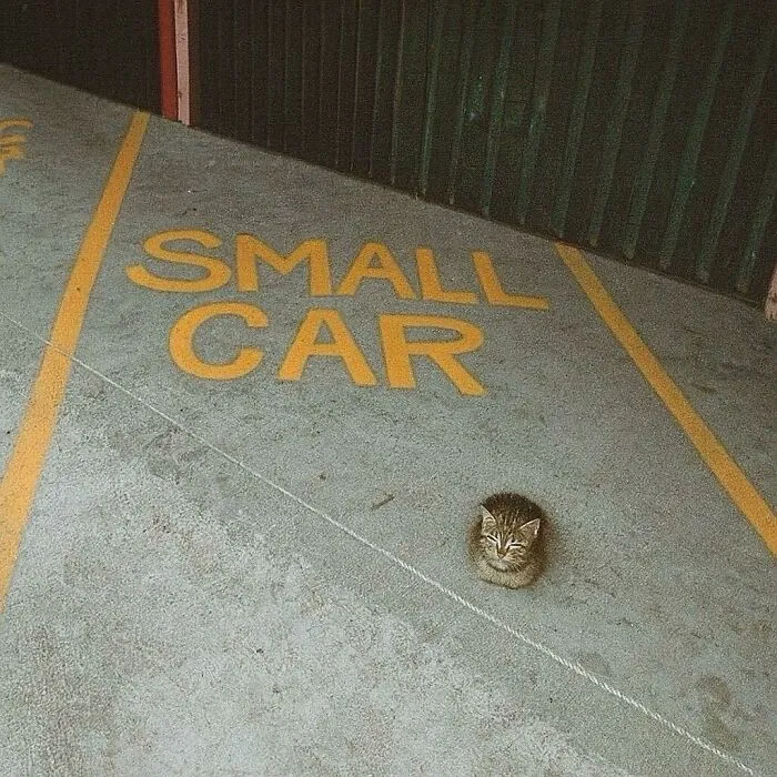 50 Times Animals Charmed Us With Being In Very Weird Places