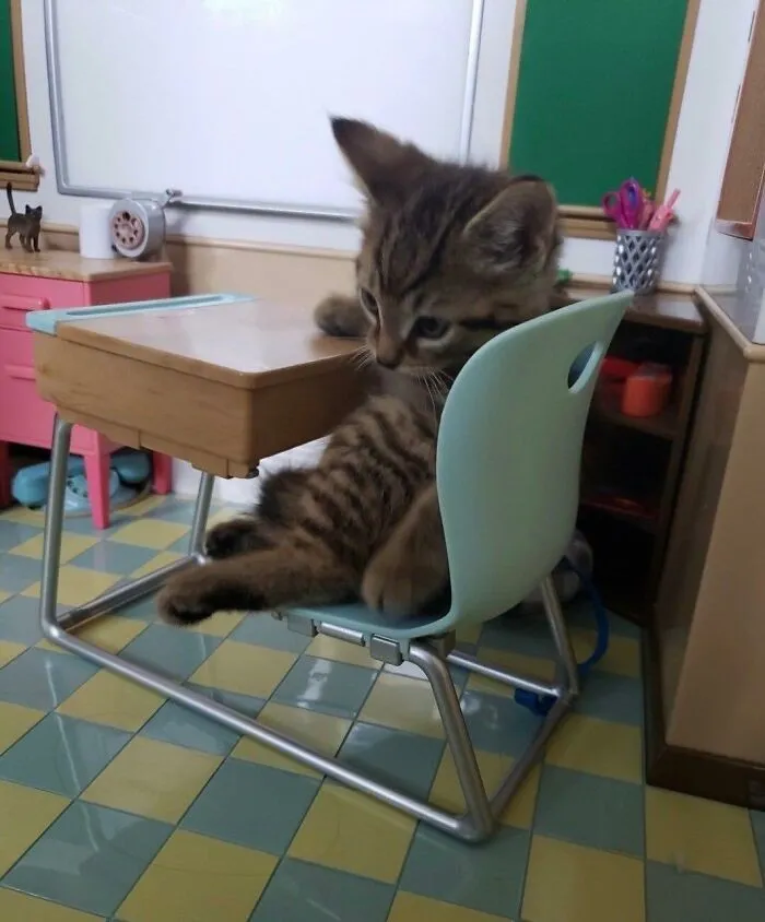 50 Times Animals Charmed Us With Being In Very Weird Places