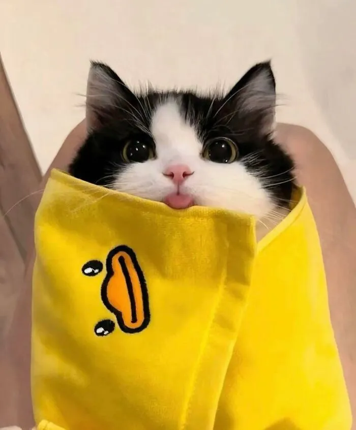 50 Times Animals Charmed Us With Being In Very Weird Places