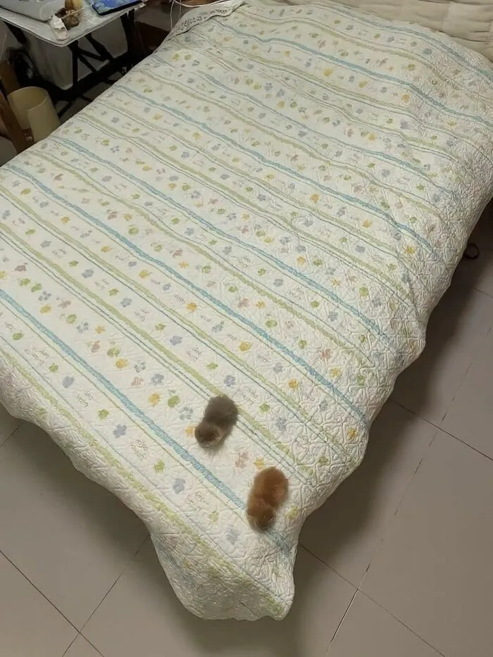 50 Times Animals Charmed Us With Being In Very Weird Places