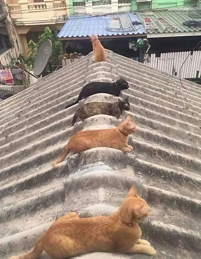 50 Times Animals Charmed Us With Being In Very Weird Places