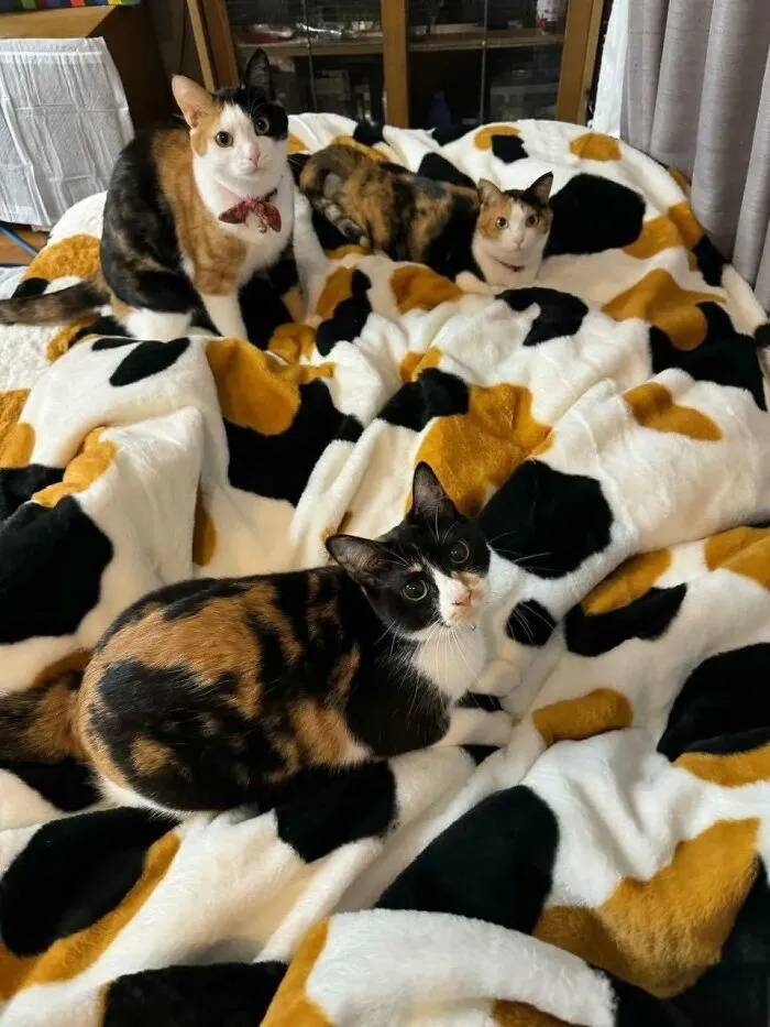 50 Times Animals Charmed Us With Being In Very Weird Places