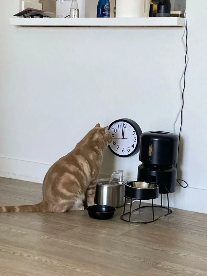 50 Times Animals Charmed Us With Being In Very Weird Places