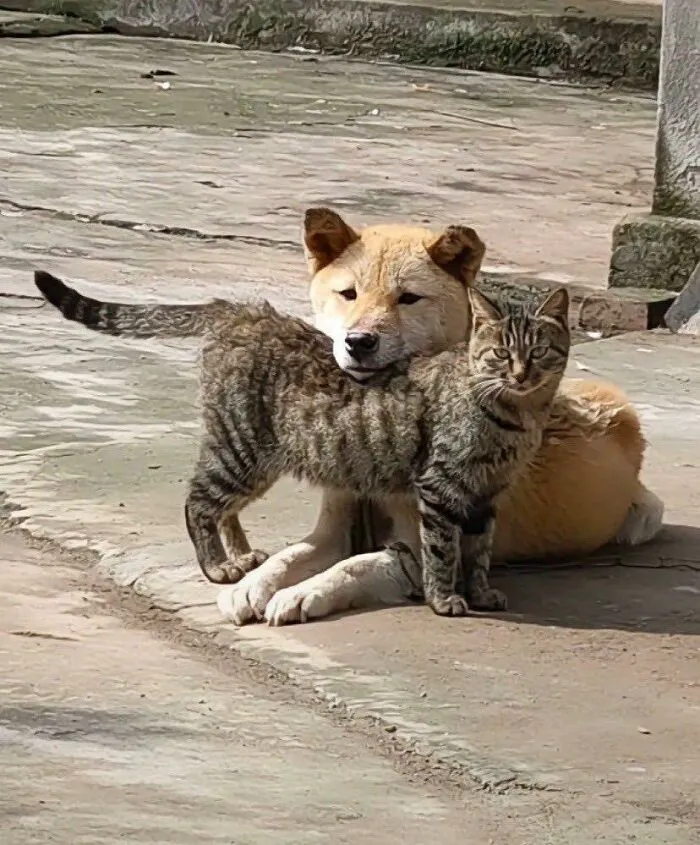50 Times Animals Charmed Us With Being In Very Weird Places
