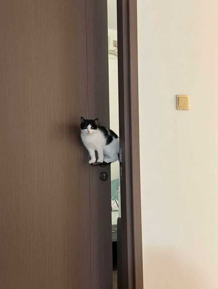 50 Times Animals Charmed Us With Being In Very Weird Places