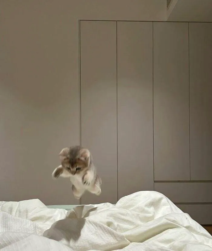 50 Times Animals Charmed Us With Being In Very Weird Places