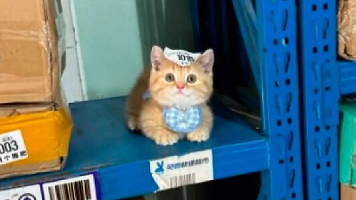 50 Times Animals Charmed Us With Being In Very Weird Places