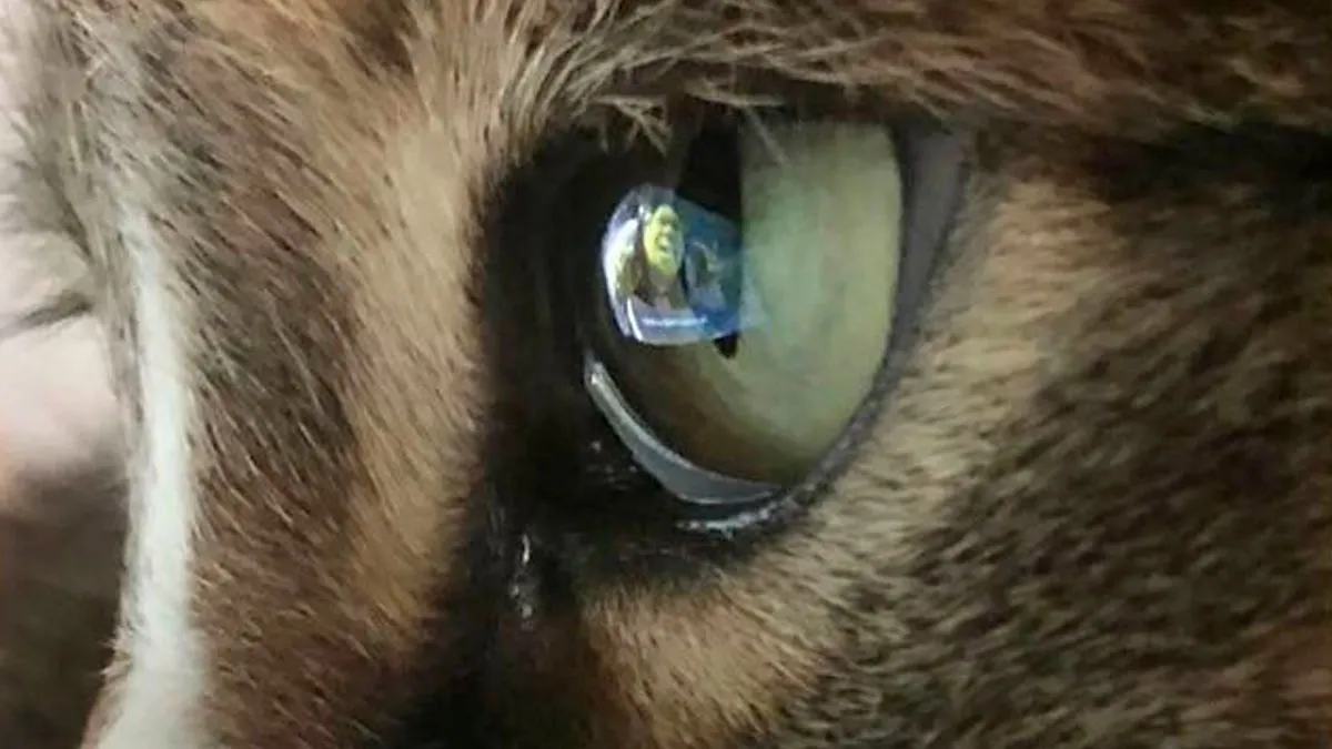 50 Posts And Memes You Probably Will Love As Much As Cats Love Catnip