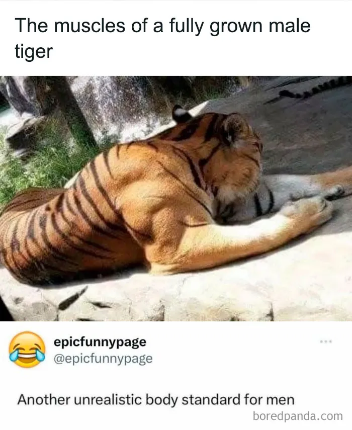 Muscular tiger lying down with text joke about unrealistic body standards, a funny post to help fight boredom.