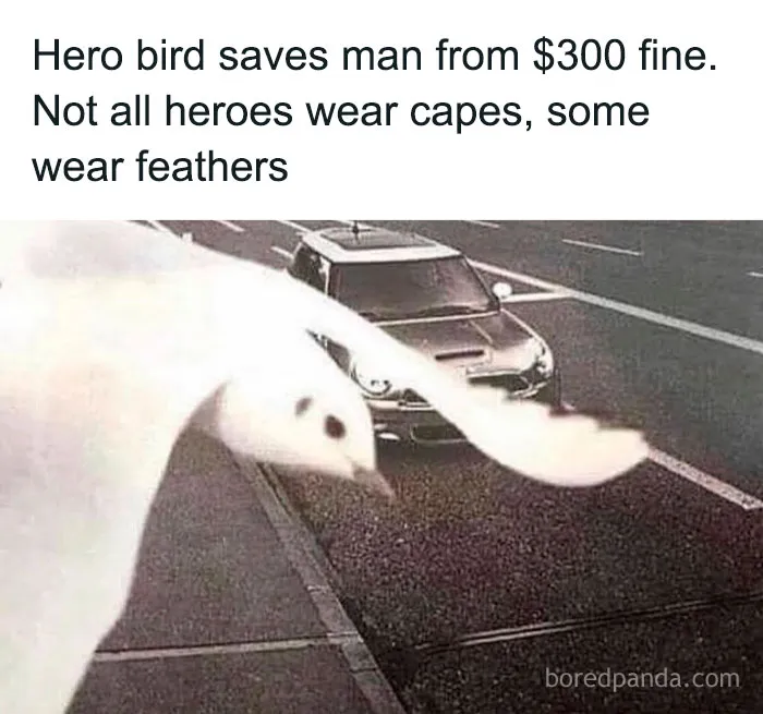 Close-up of a bird in front of a car on the street, featured in entertaining posts and memes to fight boredom.