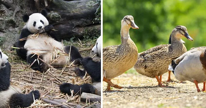 “A Conspiracy”: 50 Of The Funniest Names For Groups Of Animals That Are Totally Real