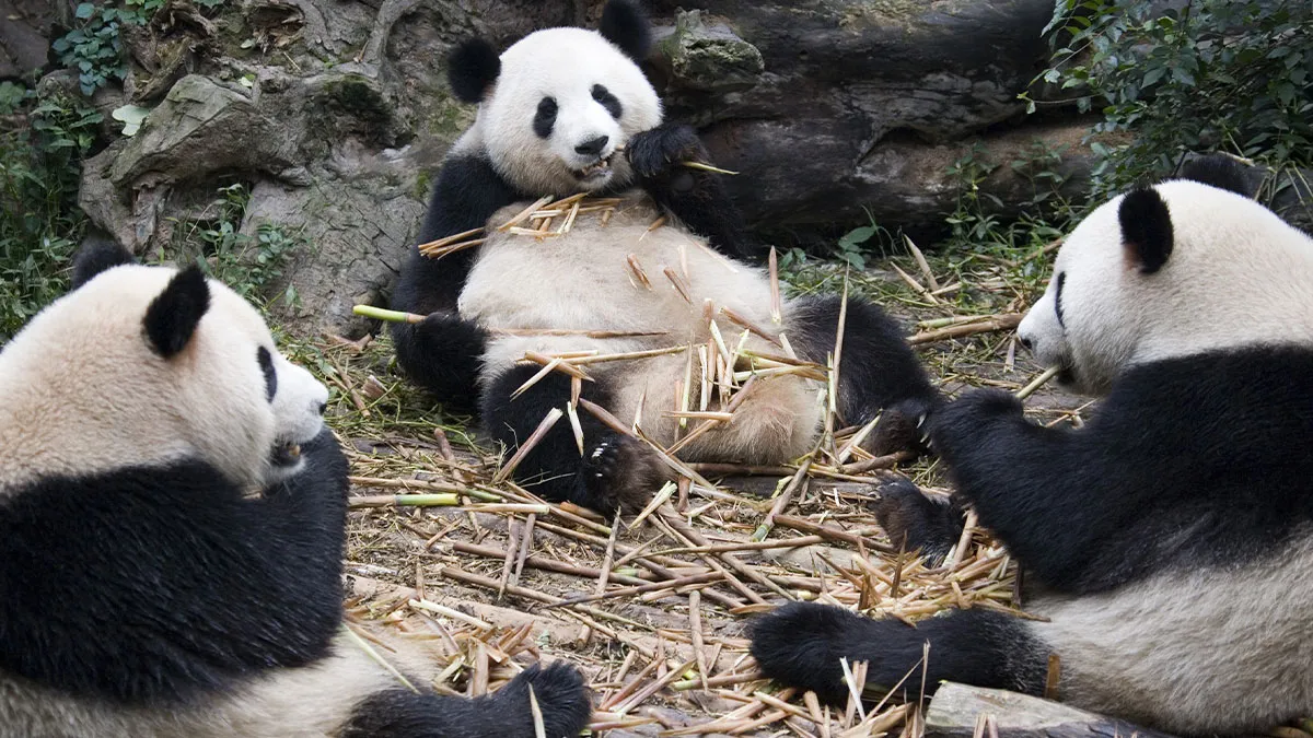 “A Conspiracy”: 50 Of The Funniest Names For Groups Of Animals That Are Totally Real
