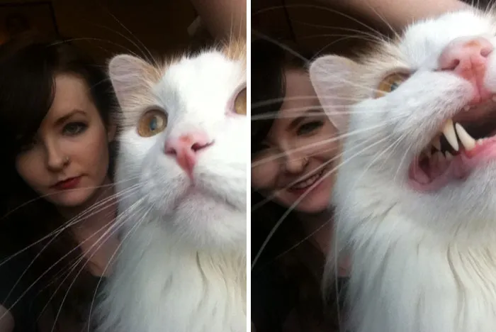 Gato interrumpe la foto perfecta de una mujer, mostrando momentos divertidos de mascotas robando el protagonismo.