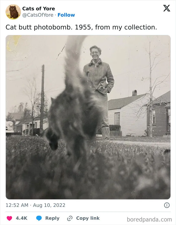 Cat Had To Cat