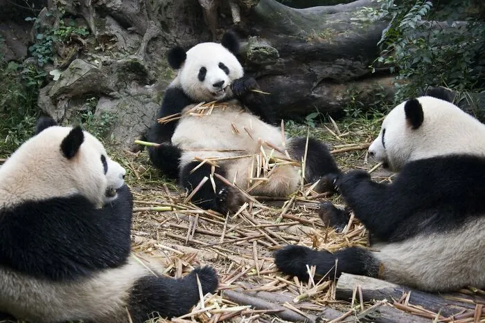 Pandas
