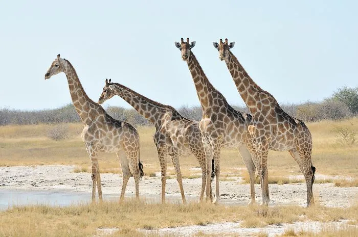Giraffes