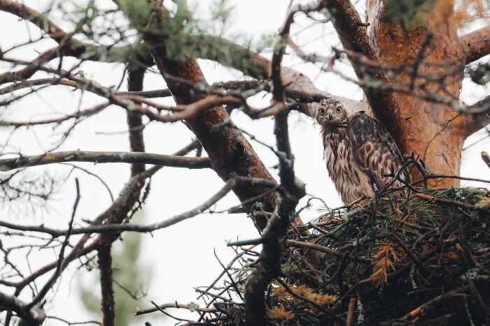 Goshawk