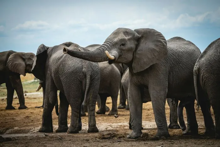 Elephants