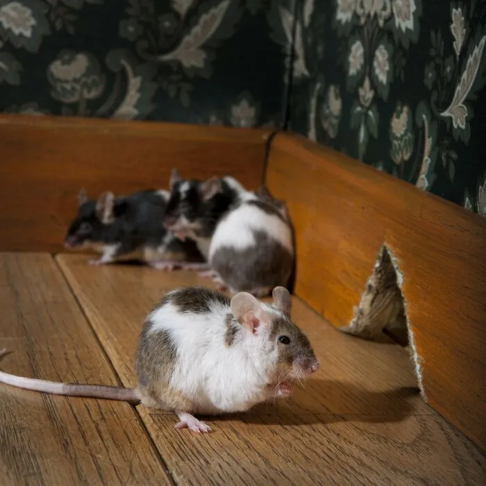 Mice
