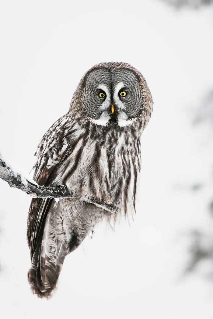 Great Grey Owl