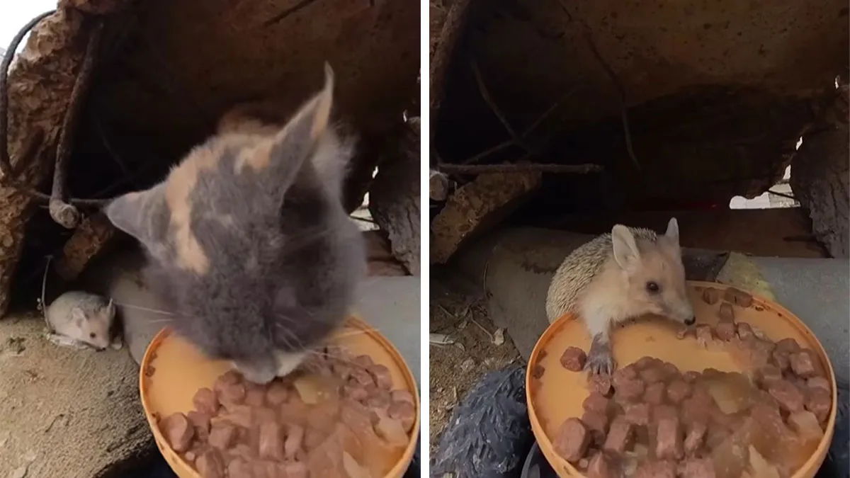 This Guy Has A Clever Way Of Feeding Strays That Might Melt Your Heart (50 Pics)