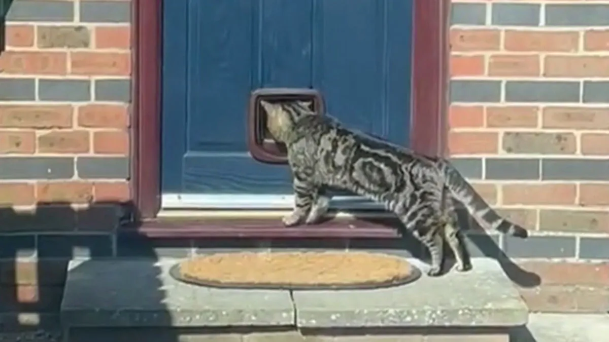 Handyman Installs New Cat Flap, Sends Customer Video, Gets Hilarious Response