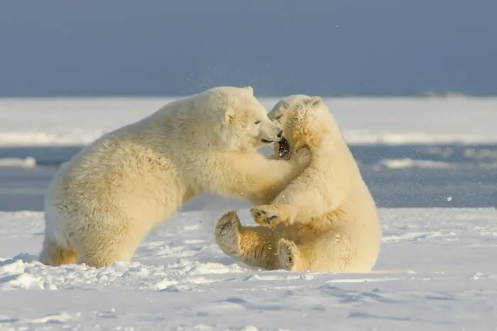 Polar Bears