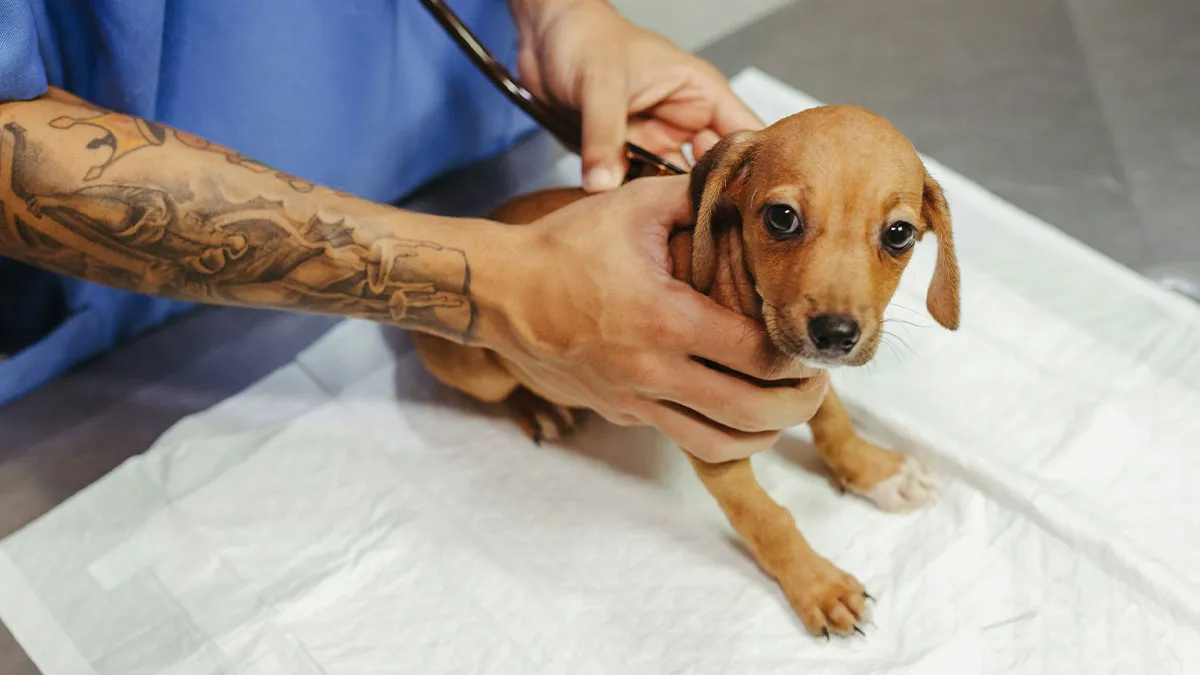 38 Dog Owners Share The Real Cons Of Having Them As Pets In This Online Thread