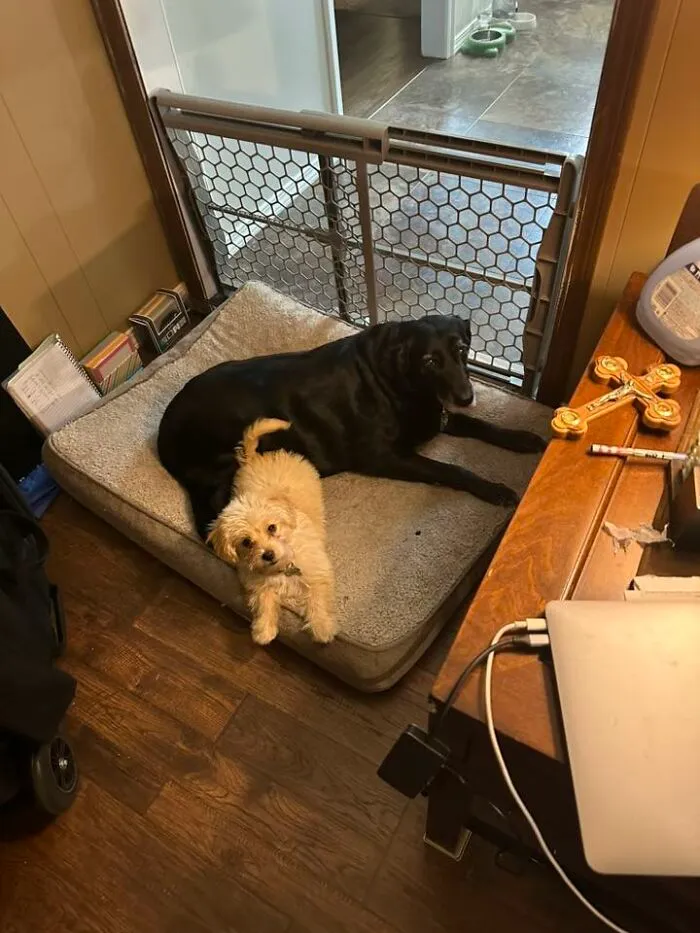 My Dogs Hanging Out Together And Not Misbehaving