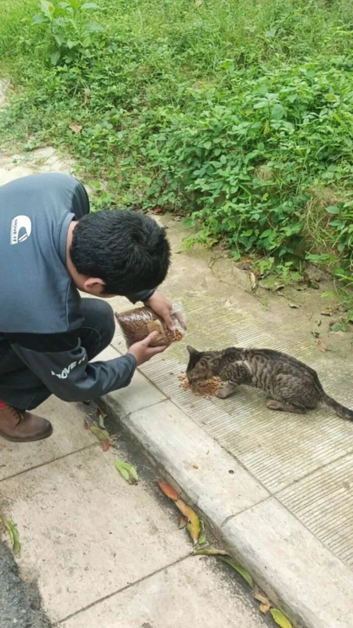 I Fed A Thin Stray Cat On The Street