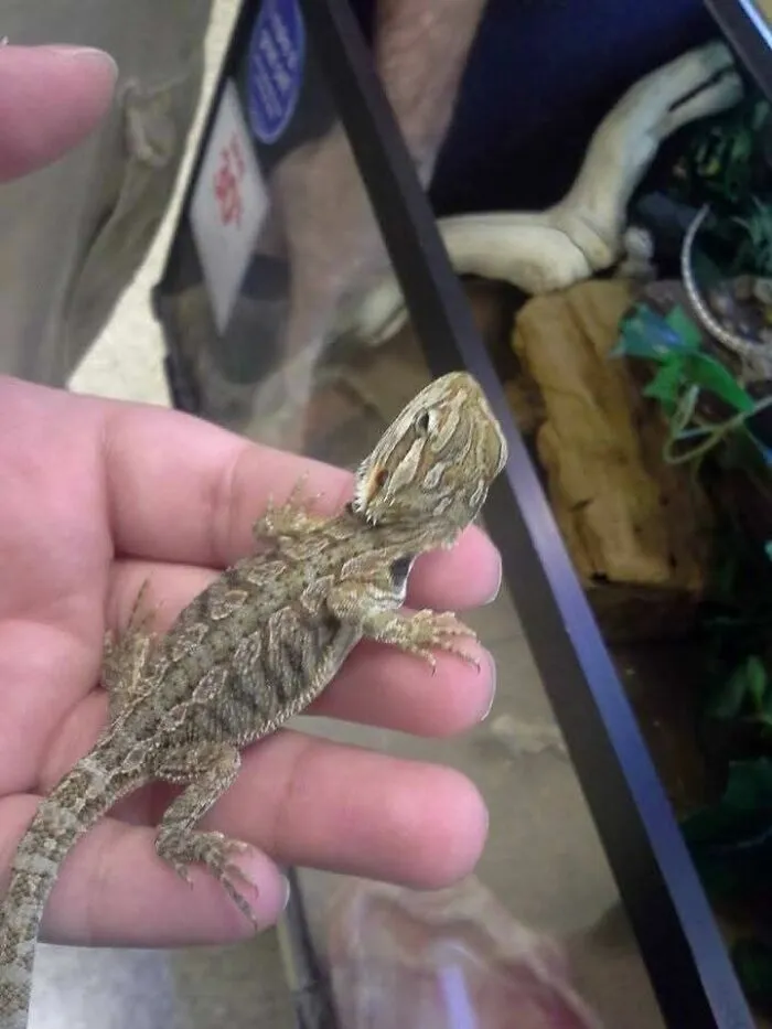 I Will Offer You A Tiny Dragon