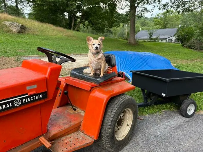 My Dog On A Tractor