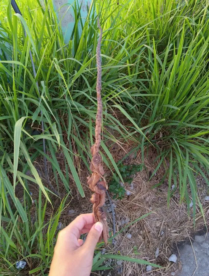 I Found A Wand!!!!