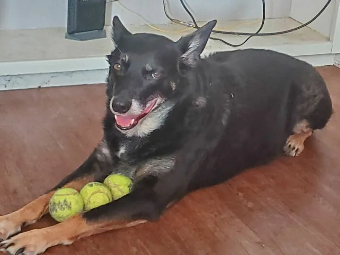 My Dog Living His Best Life