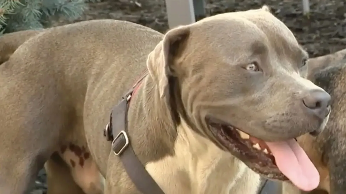 Dog Barks At A Stranger To Follow Him, Ends Up Leading Him To Two People In Dire Need Of Help